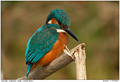 Common Kingfisher - Common Kingfisher
