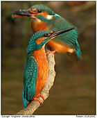 Kingfisher - Pride