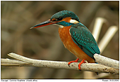 Kingfisher - Kingfisher