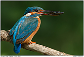 Kingfiher - Kingfisher