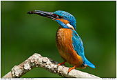 Common Kingfisher - Common Kingfisher