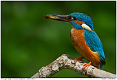 Kingfisher - Male Kingfisher with Prey