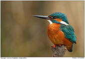 Kingfisher - Kingfisher