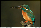Common Kingfisher - Kingfisher with ring