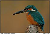 Kingfisher - Kingfisher with prey