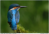 Kingfisher - Male Kingfisher