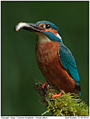 Kingfisher - Kingfisher