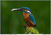 Common Kingfisher - Common Kingfisher