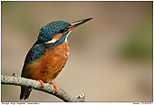 Kingfisher - Kingfisher - Female