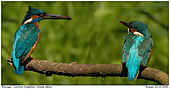 Common Kingfisher - Not amused