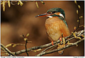 Common Kingfisher - Kingfisher in a beech tree