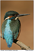 Common Kingfisher - Common Kingfisher