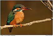 Kingfisher - Kingfisher