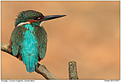 Kingfisher - Common Kingfisher