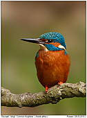 Kingfisher - Kingfisher
