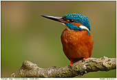 Common Kingfisher - Male Kingfisher