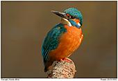 Kingfisher - Kingfisher