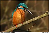 Kingfisher - Kingfisher at an alder-branch