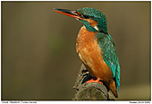 Kingfisher - The whistle