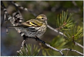 Siskins - Siskin