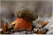 Scarletina Bolete - Scarletina Bolete