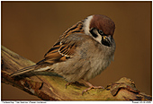 Tree Sparrow - Tree Sparrow