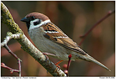 Tree Sparrow - Tree Sparrow