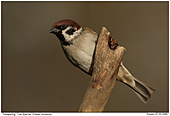 Tree Sparrow  - Tree Sparrow