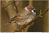 Tree Sparrow - Tree Sparrow