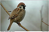 Tree Sparrow - Tree Sparrow