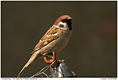 Tree Sparrow - Tree Sparrow