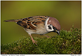 Tree Sparrow - Tree Sparrow searching for food