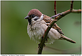 Tree Sparrow - Tree Sparrow