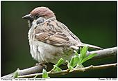 Tree Sparrow - Tree Sparrow