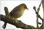 Grashopper Warbler - Grashopper Warbler