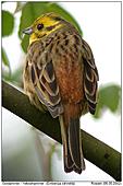 Yellowhammer - Yellowhammer - Back