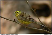 Yellowhammer - Yellowhammer - Male