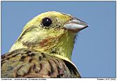 Yellowhammer - The Beak