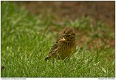 Yellowhammer - Peeling seed