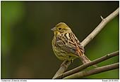 Yellowhammer - Yellowhammer