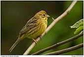 Yellowhammer - Yellowhammer