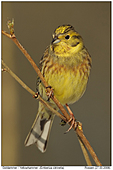 Yellowhammer - Yellowhammer