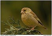 Greenfinch - Female Greenfinch