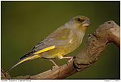 Greenfinch - Greenfinch