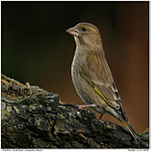 Greenfinch - Attention ! Sparrowhawk 