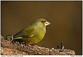 Greenfinch - Greenfinch