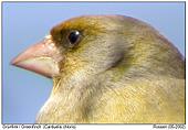Greenfinch - Greenfinch Portrait