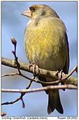 Greenfinch - One of my first...