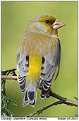 Greenfinch - Greenfinch - Back