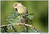 Greenfinch - The look